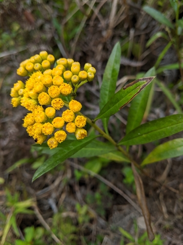 Psiadia altissima