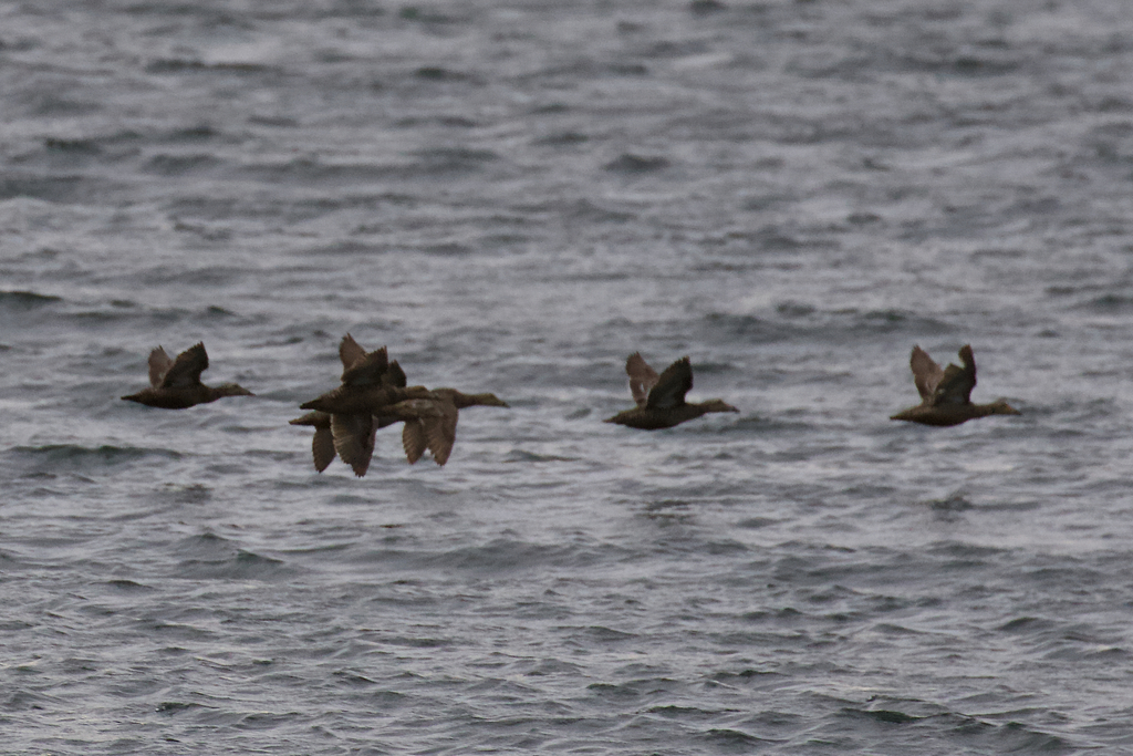 Rand Rudland Pacific Common Eider from Cape Blossom, Wrangel Island, Chukotka ...