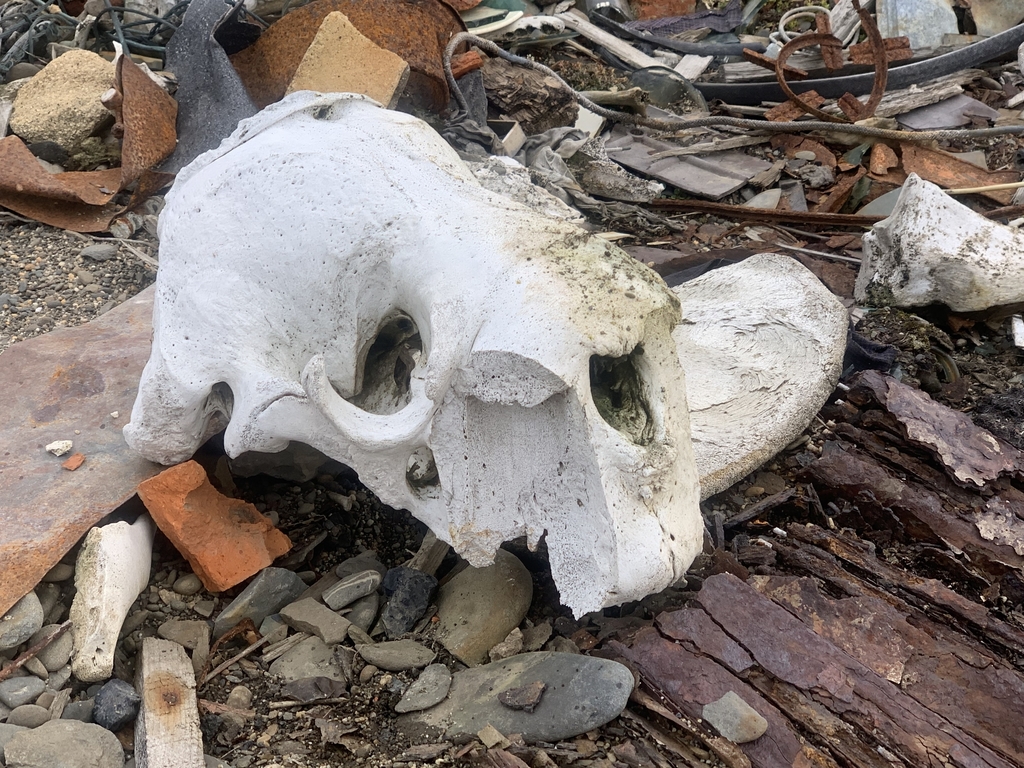 Rand Rudland Walrus in July 2019 by Rand Rudland · iNaturalist