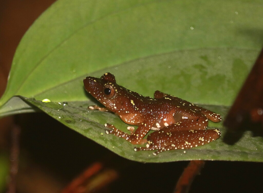 Cryptic Painted Frog from Bukit Fraser, 49000 Bukit Fraser, Pahang ...