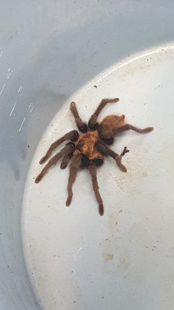 Texas Brown Tarantula from Tejas Trails, Fort Worth, TX 76108, USA on