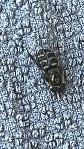 Unknown species found near US-2, West Glacier, MT, US