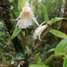 Dendrobium longicornu - Photo (c) Platon Yushchenko, כל הזכויות שמורות, הועלה על ידי Platon Yushchenko
