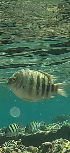 Abudefduf septemfasciatus