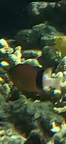 Plectroglyphidodon dickii