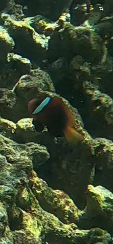 Amphiprion melanopus