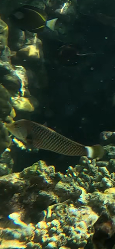 Novaculichthys taeniourus
