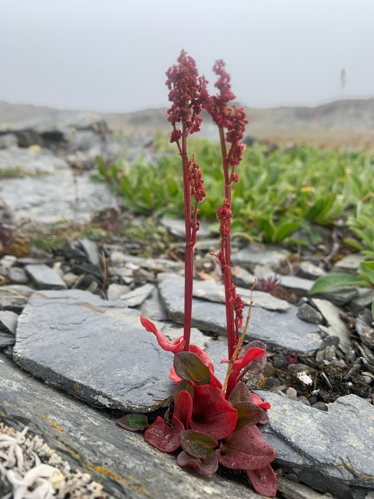 Rand Rudland alpine sorrel from LAKE KOMSOMOL, Wrangel Island, Chukotka Autonomous ...