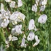 Timber Milkvetch - Photo (c) Bart Jones, all rights reserved