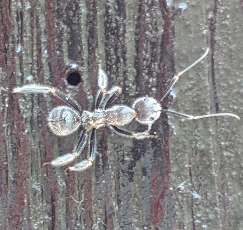 贝氏弓背蚁Camponotus batesii
