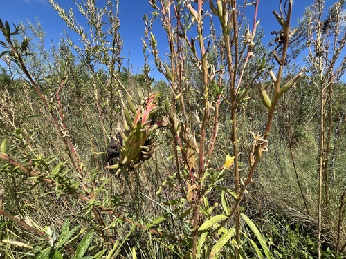 iNaturalist observation photo of tall evening primrose
