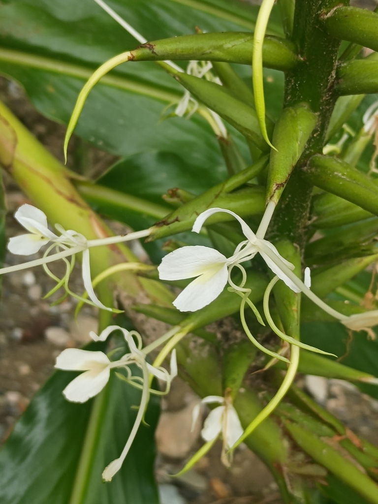 Hedychium stenopetalum