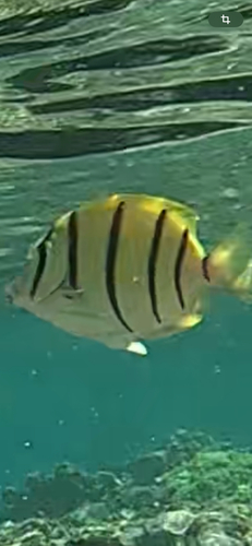 Acanthurus triostegus