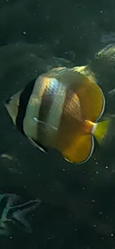 Chaetodon kleinii