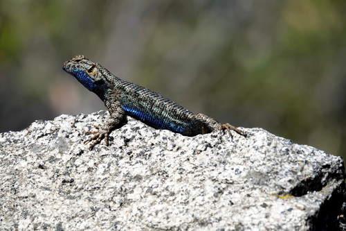 iNaturalist observation photo of Western Fence Lizard