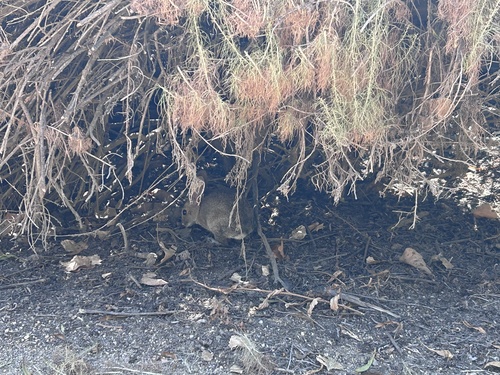 iNaturalist observation photo of Cottontail Rabbits