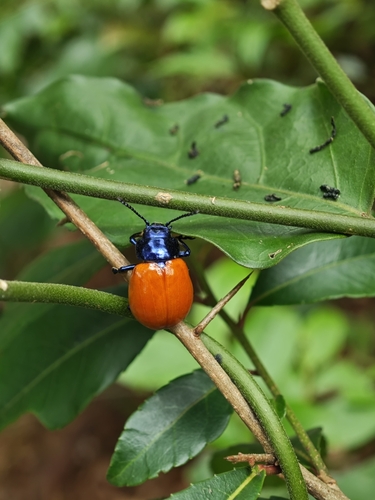 Humba cyanicollis