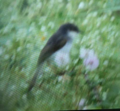 Gray-breasted Prinia