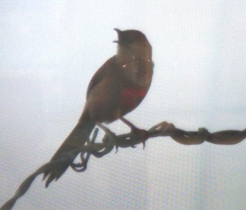 Yellow-eyed Babbler