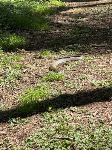 Tiger Snake sighting