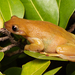 Izecksohn's Brazilian Tree Frog - Photo (c) Pedro Peloso, all rights reserved, uploaded by Pedro Peloso
