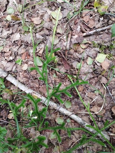 stag's-horn clubmoss