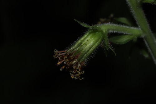 Miricacalia makineana