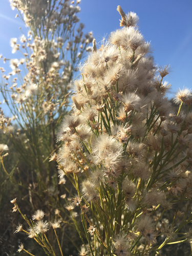 Desert Broom