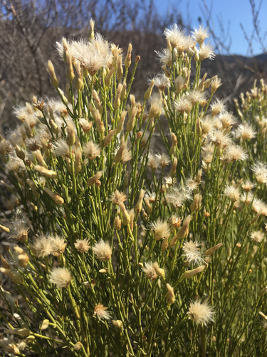 Desert Broom