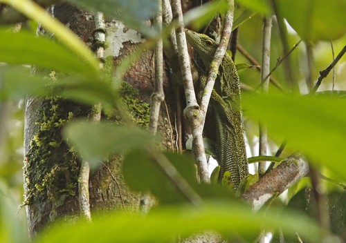 Varanus kordensis