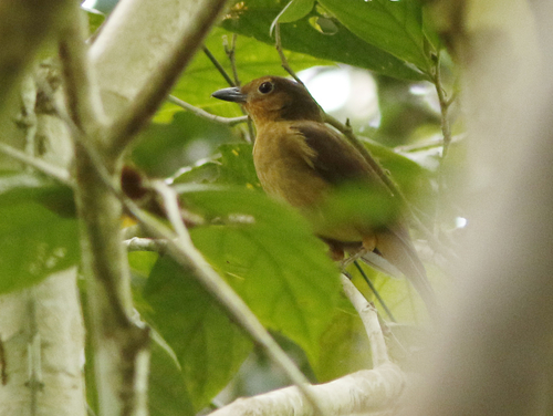 Pachycephala melanorhyncha · NaturaLista Mexico
