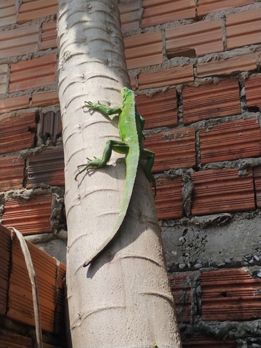 Green Iguana