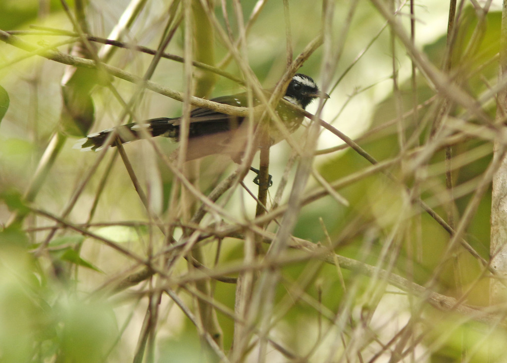 White-bellied Thicket-Fantail (Rhipidura leucothorax) photo