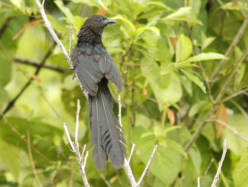 Lesser Black Coucal