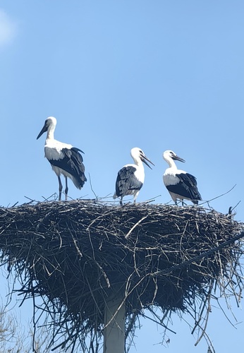 European White Stork
