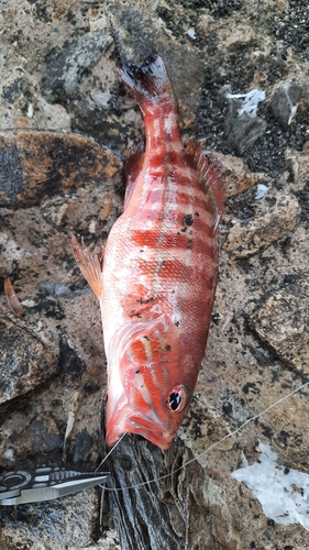 Serranus cabrilla