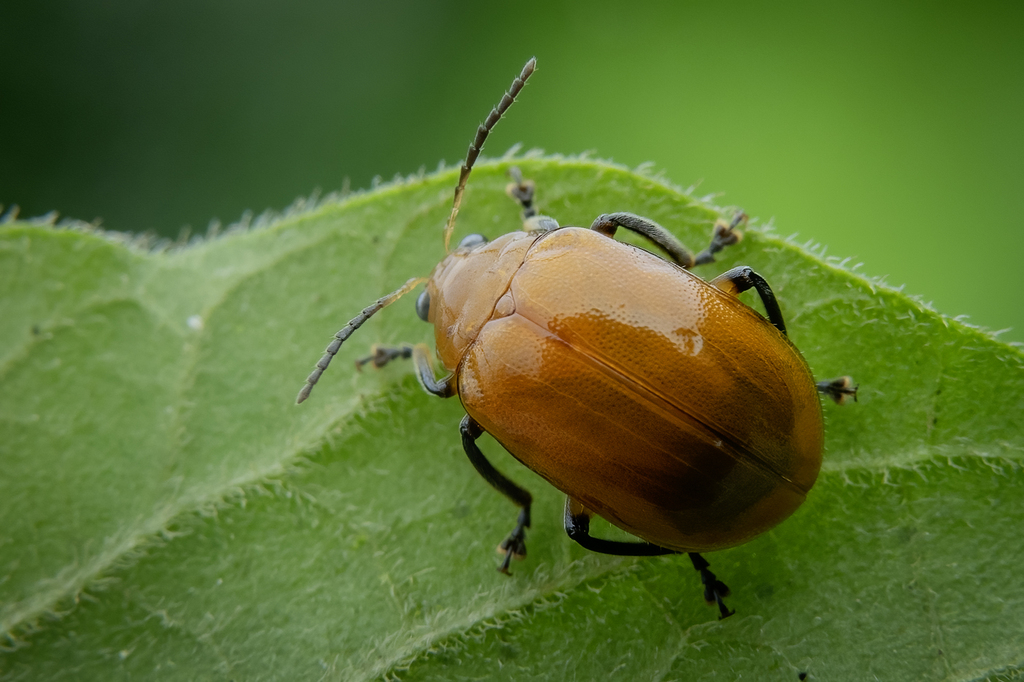 Oides tarsata from 中国贵州省黔南布依族苗族自治州荔波县 on July 24, 2025 at 01:24 PM by ...