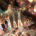 Redspotted Hawkfish - Photo (c) Tim Cameron, all rights reserved, uploaded by Tim Cameron