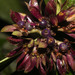 Psychotria suerrensis - Photo (c) Ruth Ripley, כל הזכויות שמורות, הועלה על ידי Ruth Ripley