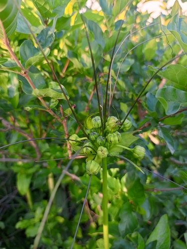 Polynesian Arrowroot