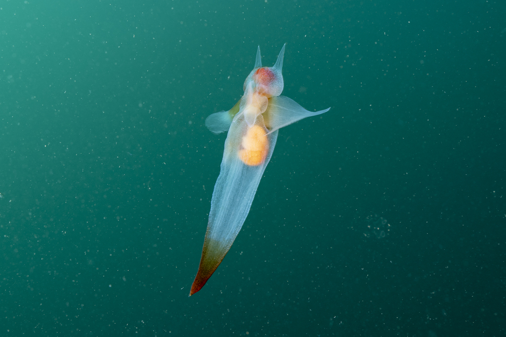その他 SEA-ANGELS17 Sea Angels (Suborder Gymnosomata) · iNaturalist