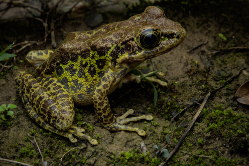Guizhou Odorous Frog