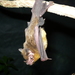 Yellow-throated Big-eared Bat - Photo (c) pepeq, all rights reserved, uploaded by pepeq