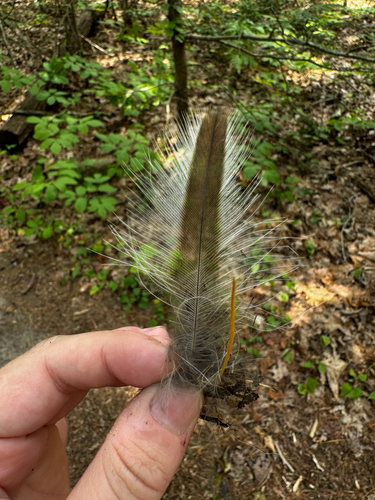 View observation of {o.common_name} on iNaturalist