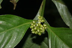 Image of Palicourea gracilenta