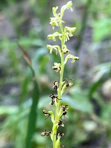 iNaturalist observation photo of Alaska Rein Orchid