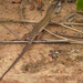Angolan Rough-scaled Lizard - Photo (c) Rogério Ferreira, all rights reserved, uploaded by Rogério Ferreira