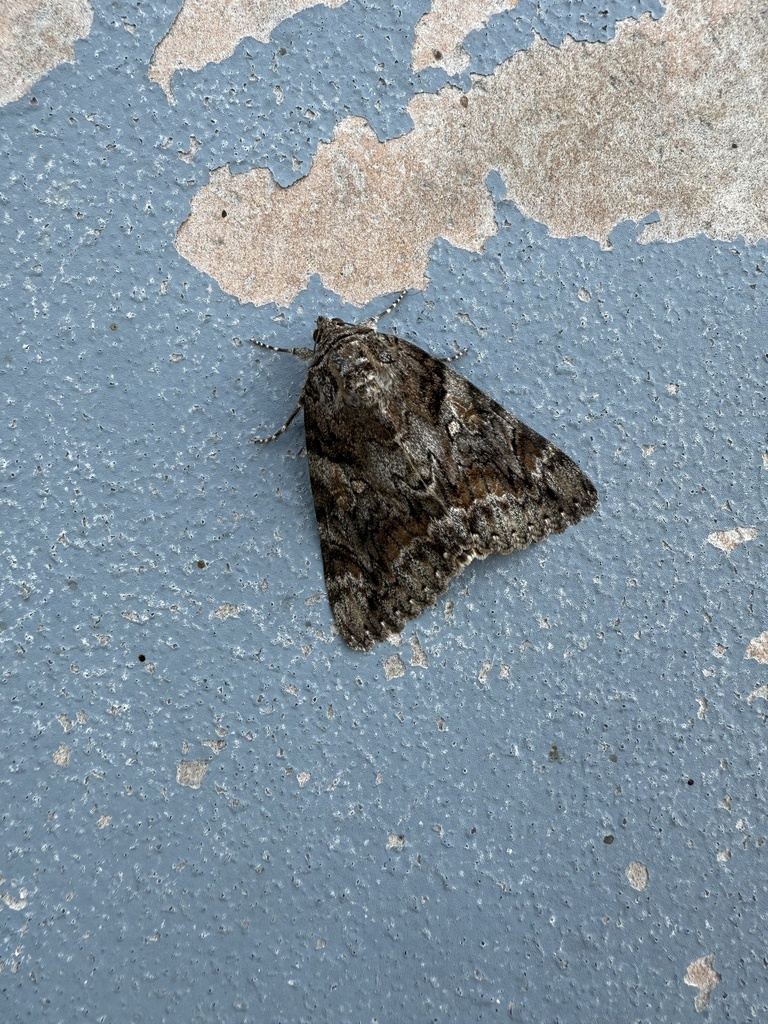 Underwing Moths from Southeast Farallon, San Francisco, CA, US on July ...