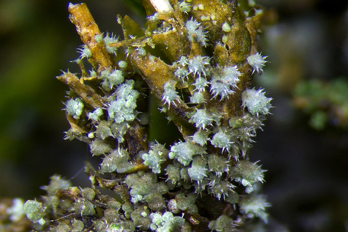 Agonimia opuntiella