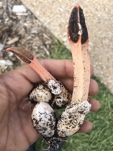 lantern stinkhorn